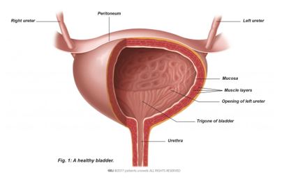 Genital herpes in pregnancy